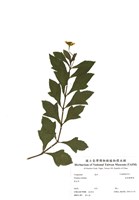 藏品(南美蟛蜞菊)的圖片